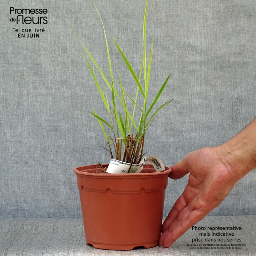 Ejemplar de Panicum virgatum Heavy Metal Maceta 2L/3L entregado en verano