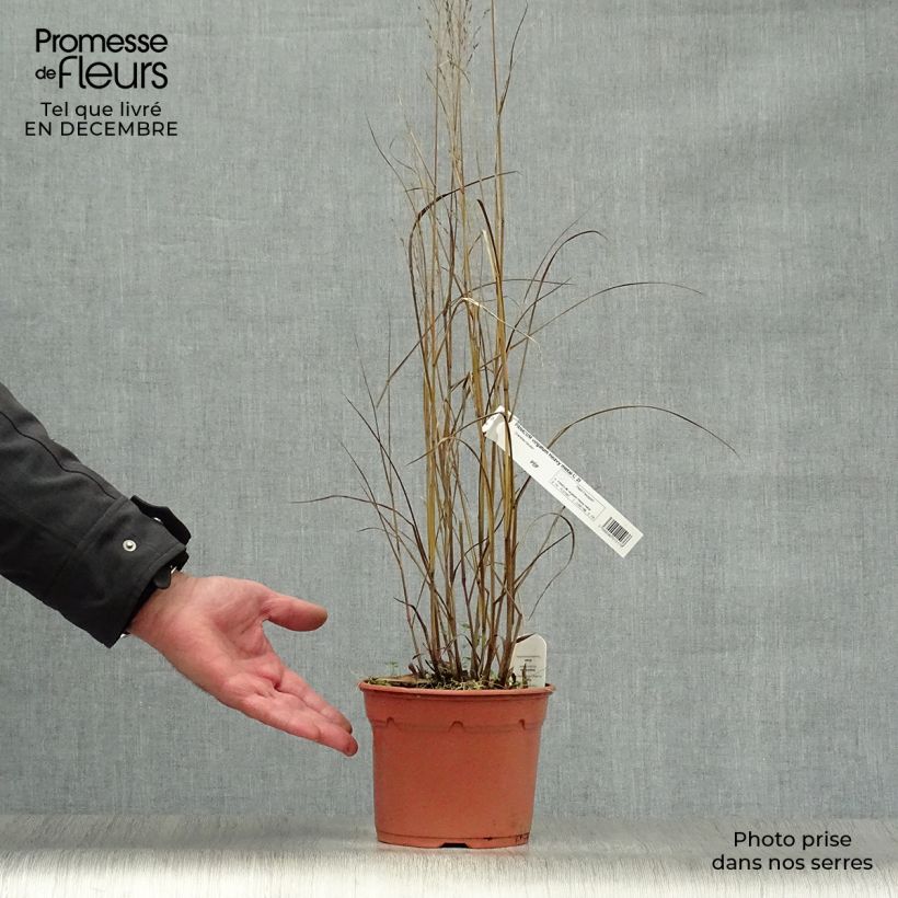 Panicum virgatum Heavy Metal Maceta 2L/3L Ejemplar entregado en invierno