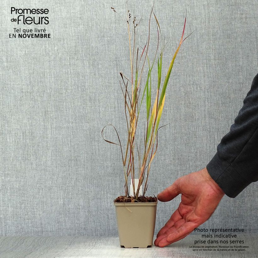 Ejemplar de Panicum virgatum Heiliger Hain Maceta de 8/9 cm entregado en otoño