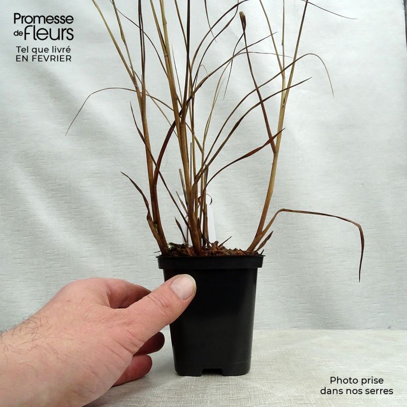 Panicum virgatum Heiliger Hain Maceta de 8/9 cm Ejemplar entregado en invierno