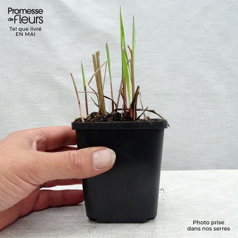 Panicum virgatum Heiliger Hain Maceta de 8/9 cm Ejemplar entregado en la primavera