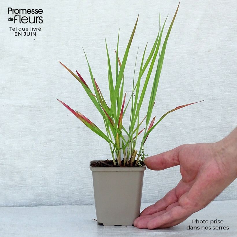 Ejemplar de Panicum virgatum Hot Rod Maceta de 8/9 cm entregado en verano