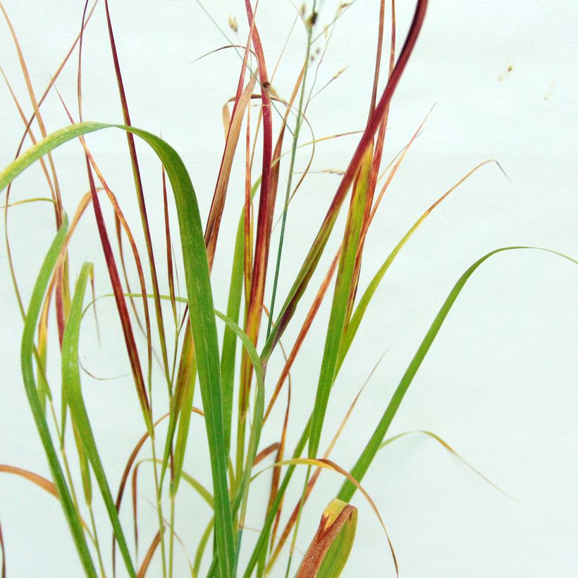 Panicum virgatum Kulsenmoor (Follaje)