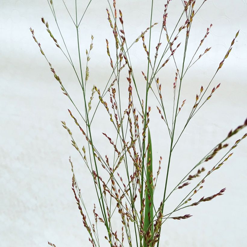 Panicum virgatum Northwind (Floración)
