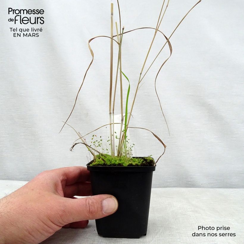 Panicum virgatum Prairie Sky Maceta de 8/9 cm Ejemplar entregado en la primavera