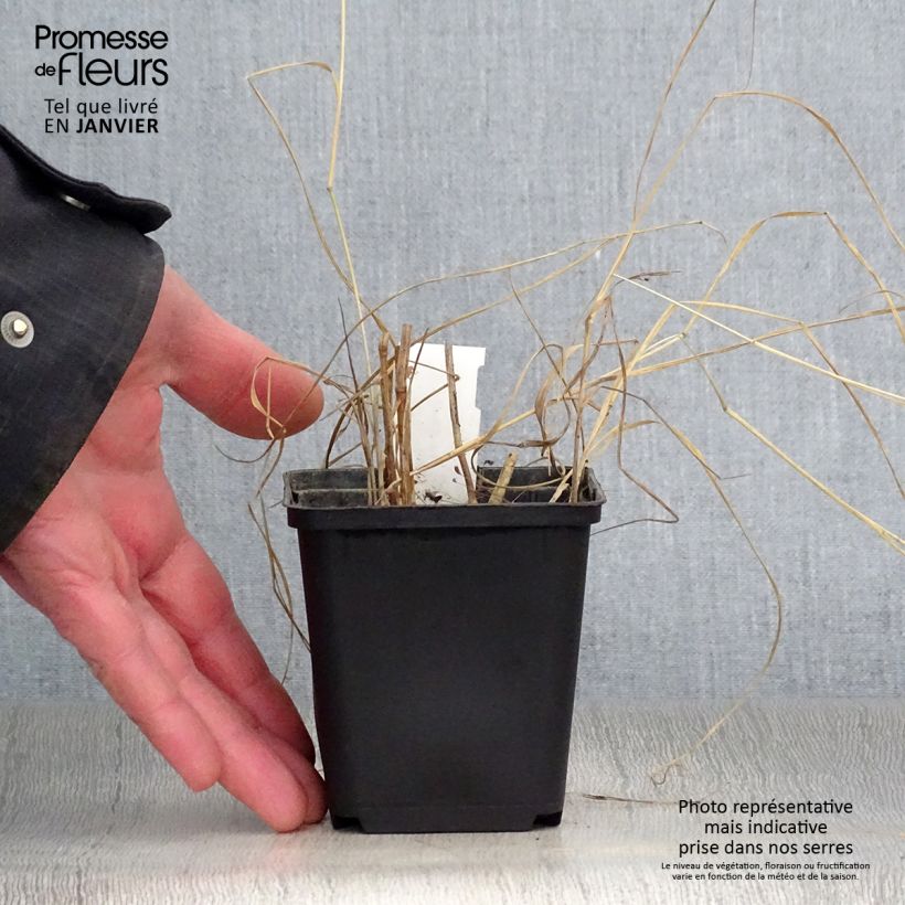 Panicum virgatum Prairie Sky Maceta de 8/9 cm Ejemplar entregado en invierno