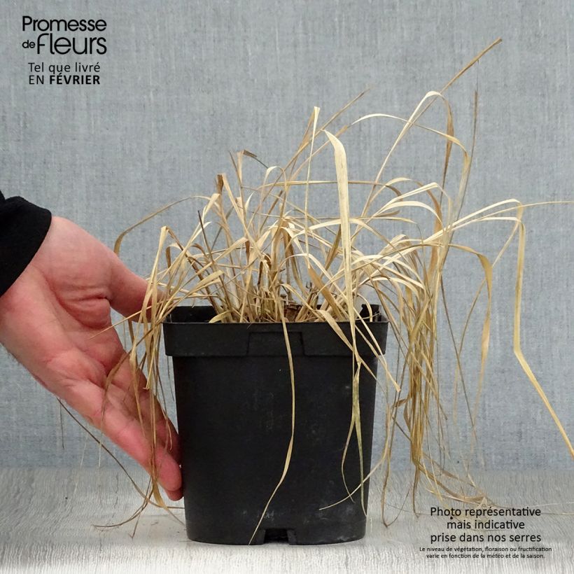 Panicum virgatum Rehbraun Maceta 2L/3L Ejemplar entregado en invierno