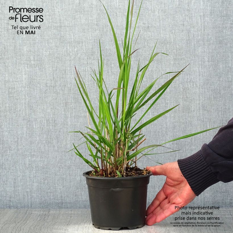 Panicum virgatum Rehbraun Maceta 2L/3L Ejemplar entregado en la primavera