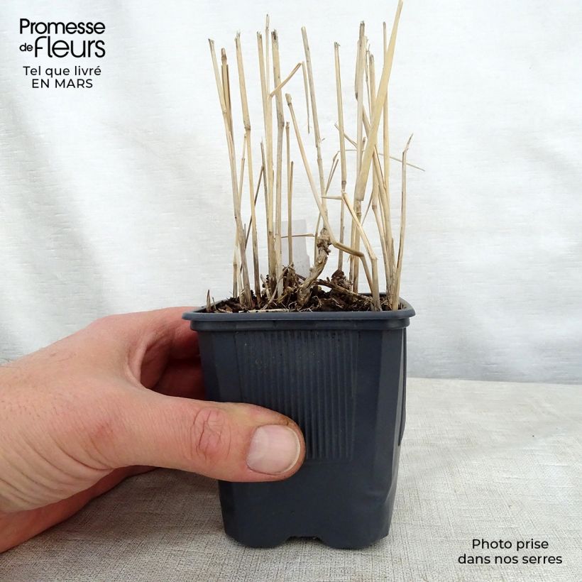 Panicum virgatum Rotstrahlbusch Maceta de 8/9 cm Ejemplar entregado en la primavera