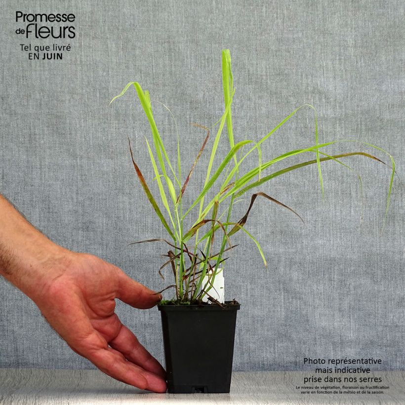 Ejemplar de Panicum virgatum Sangria Maceta de 8/9 cm entregado en verano