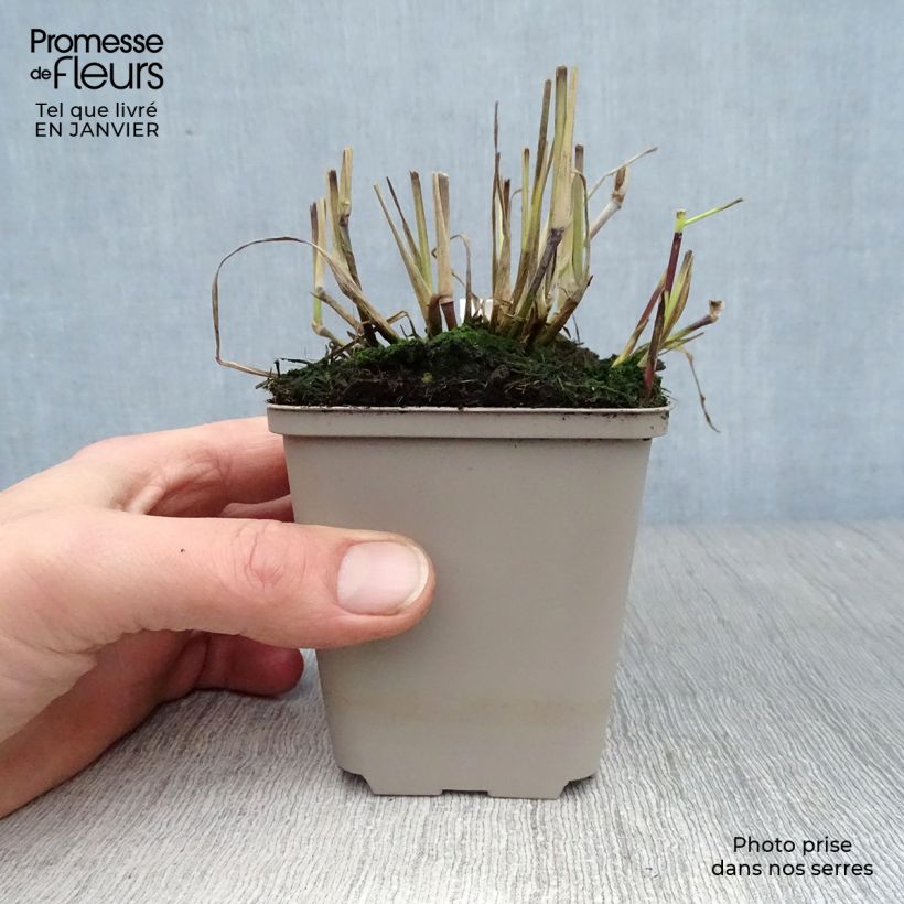 Panicum virgatum Sangria Maceta de 8/9 cm Ejemplar entregado en invierno