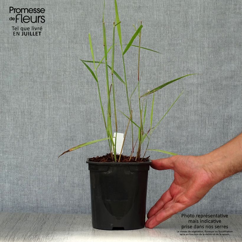 Ejemplar de Panicum virgatum Sangria Maceta 2L/3L entregado en verano