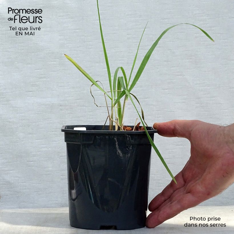 Panicum virgatum Sangria Maceta de 8/9 cm Ejemplar entregado en la primavera