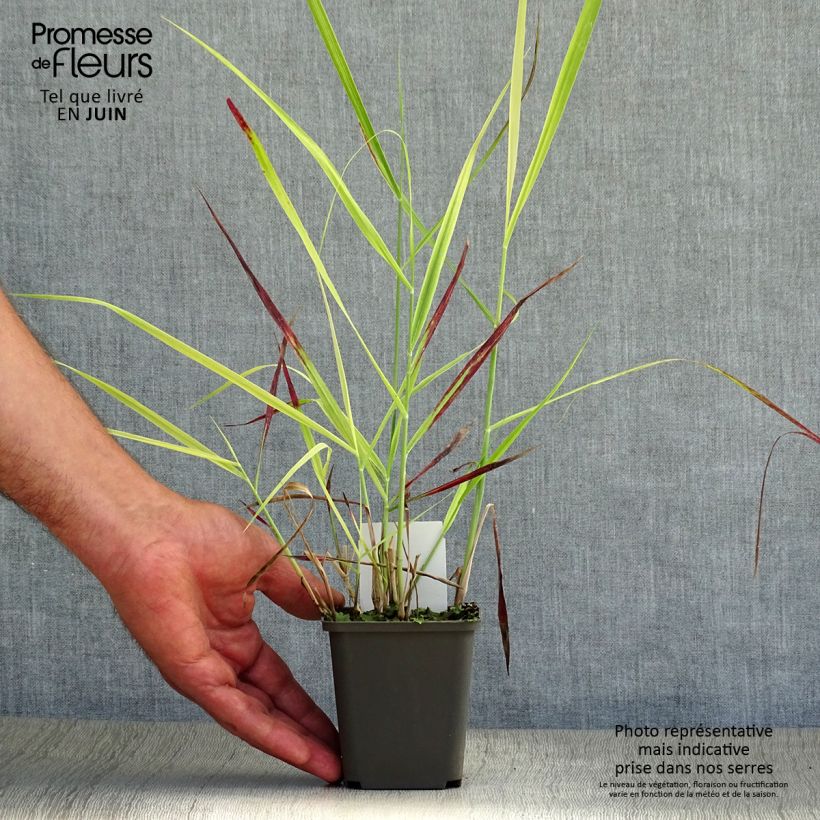 Ejemplar de Panicum virgatum Shenandoah Maceta de 8/9 cm entregado en verano