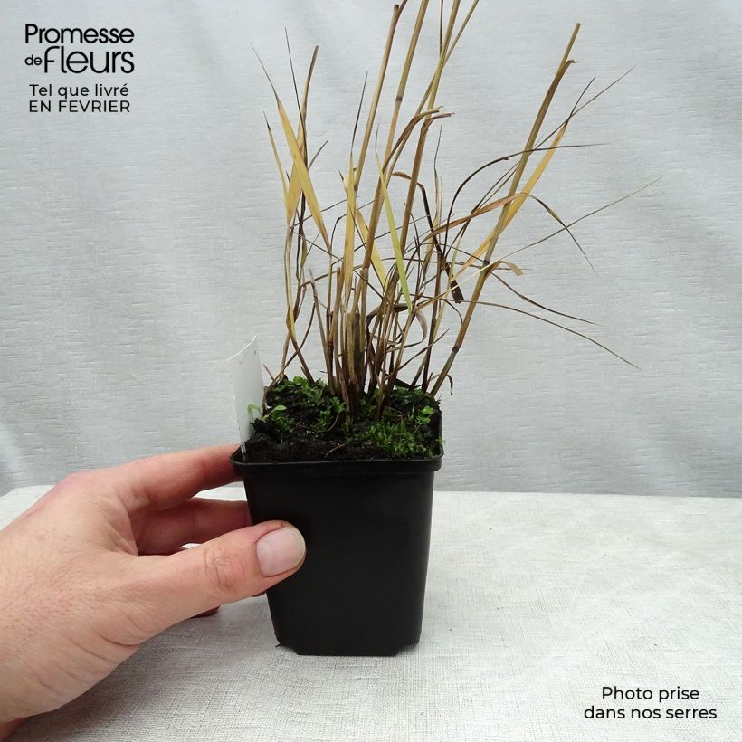 Panicum virgatum Shenandoah Maceta de 8/9 cm Ejemplar entregado en invierno