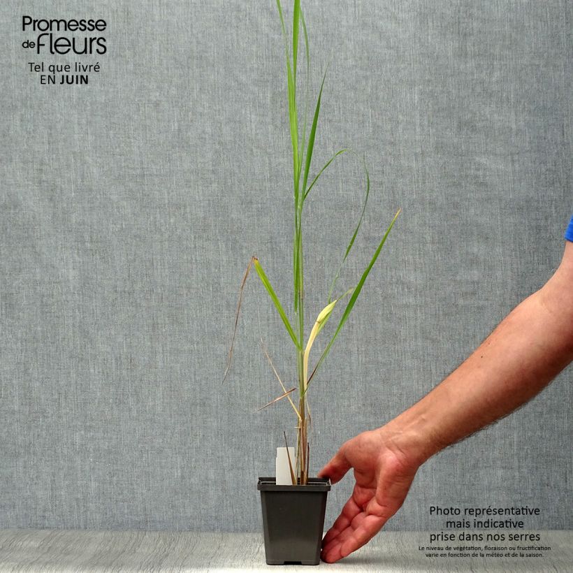 Ejemplar de Panicum virgatum Thundercloud Maceta de 8/9 cm entregado en verano