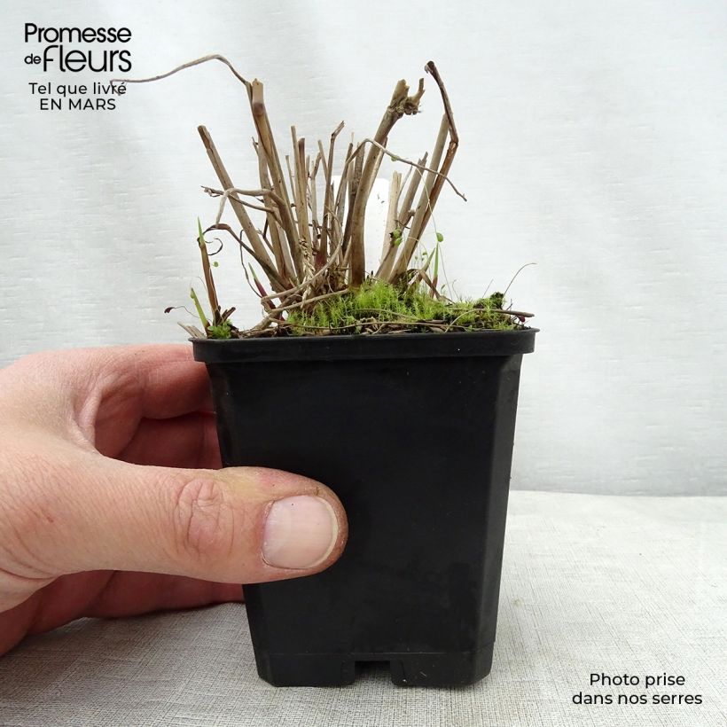 Panicum virgatum Warrior Maceta de 8/9 cm Ejemplar entregado en la primavera
