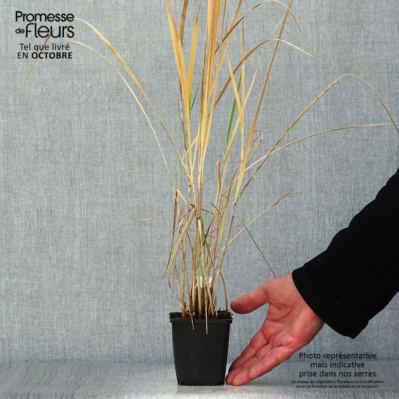 Ejemplar de Panicum amarum Maceta de 8/9 cm entregado en otoño