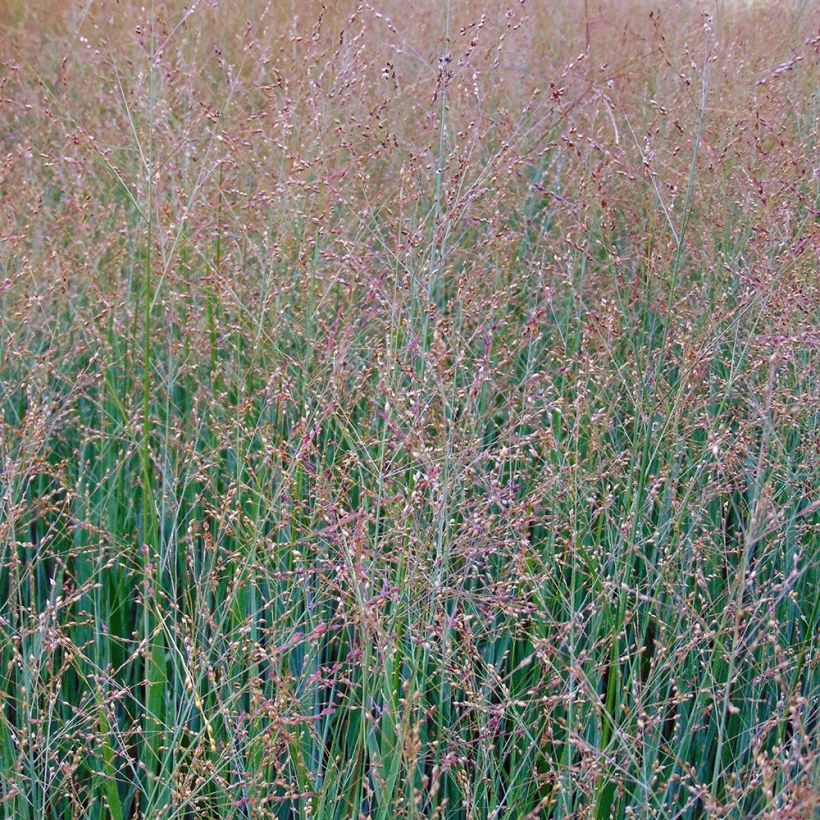 Panicum virgatum Cloud Nine (Floración)