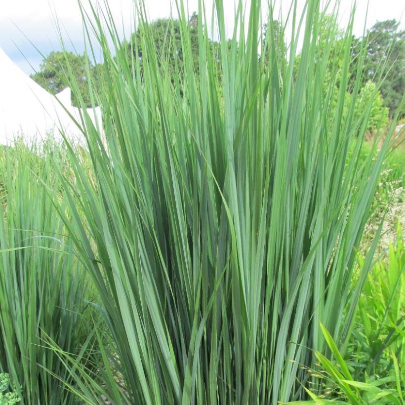 Panicum virgatum Northwind (Follaje)