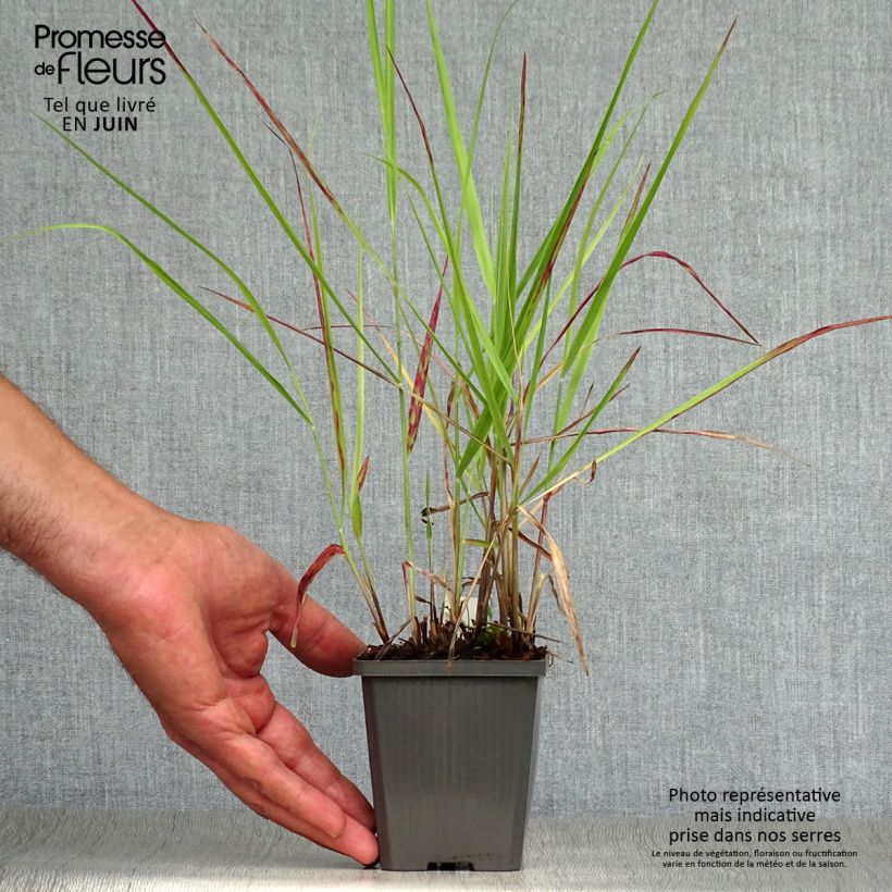 Ejemplar de Panicum virgatum Purple Breeze Maceta de 8/9 cm entregado en verano