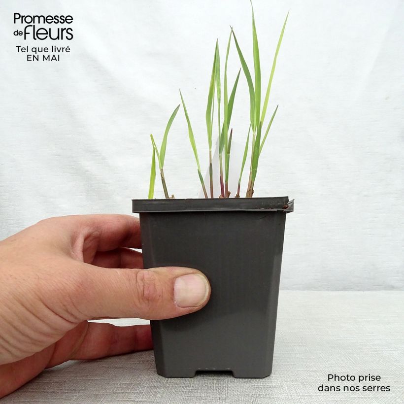 Panicum virgatum Purple Breeze Maceta de 8/9 cm Ejemplar entregado en la primavera