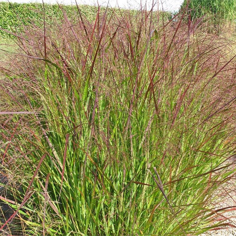 Panicum virgatum Warrior (Porte)