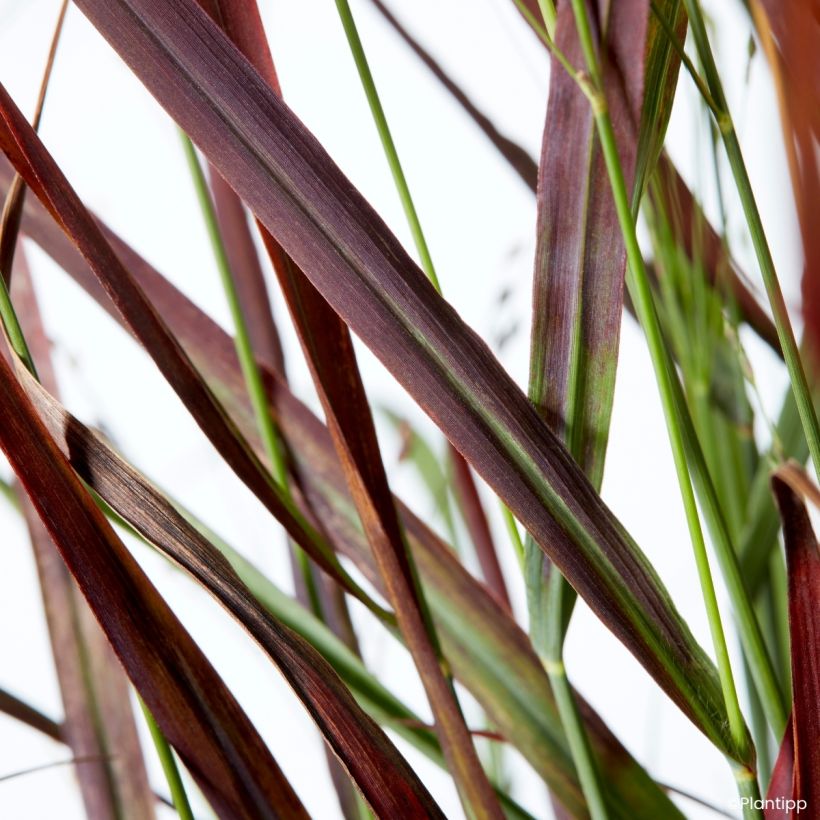 Panicum virgatum Hot Rod (Follaje)
