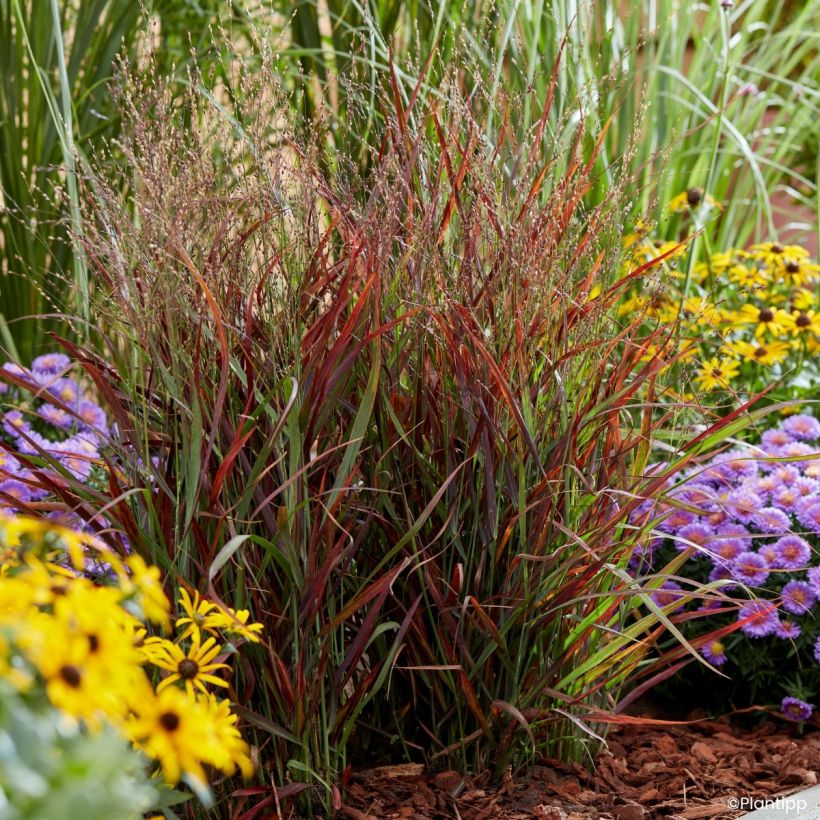 Panicum virgatum Hot Rod (Porte)