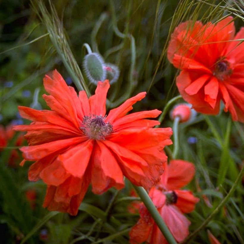 Amapola oriental May Queen - Papaver orientale (Floración)