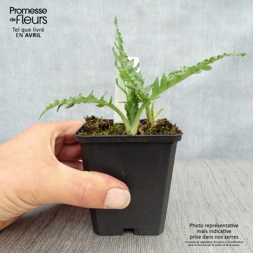 Amapola oriental Pink Ruffles - Papaver orientale Maceta de 8/9 cm Ejemplar entregado en la primavera