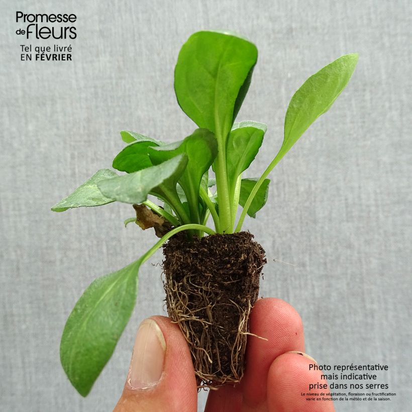 Ejemplar de Bellis perennis Tasso Red - Margarita de los prados Bandeja de semillero: cepellón 3,8 cm x 3,2 cm en bandeja de cultivo por 16 entregado en otoño