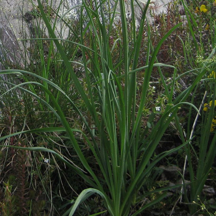 Paradisea liliastrum - Paradísia (Follaje)