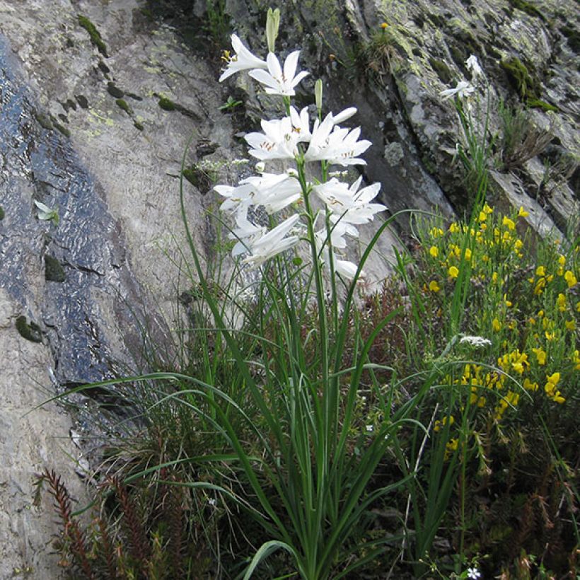 Paradisea liliastrum - Paradísia (Porte)