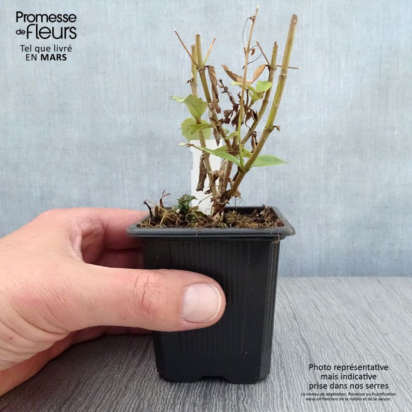 Parahebe catarractae Avalanche Maceta de 8/9 cm Ejemplar entregado en la primavera