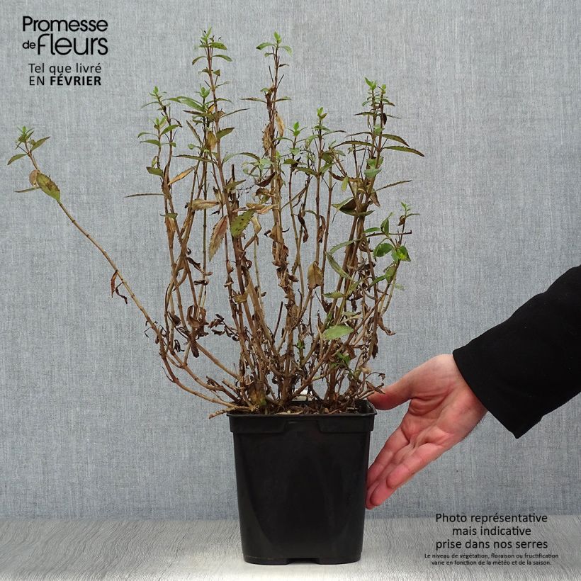 Parahebe catarractae Avalanche Maceta 2L/3L Ejemplar entregado en invierno