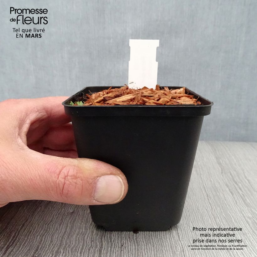 Paris quadrifolia - Uva de zorra Maceta de 8/9 cm Ejemplar entregado en la primavera