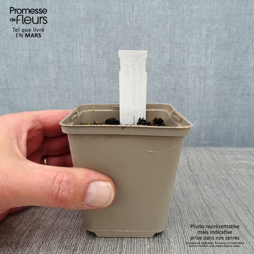 Paris quadrifolia - Uva de zorra Maceta de 8/9 cm Ejemplar entregado en invierno