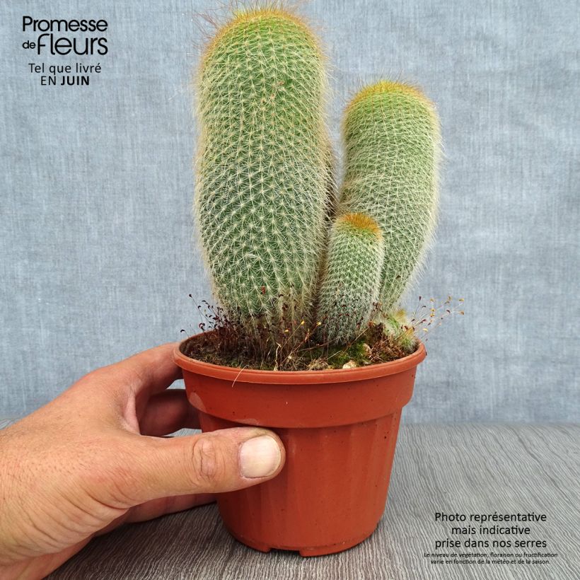 Ejemplar de Parodia leninghausii Maceta de 12 cm / 13 cm entregado en verano