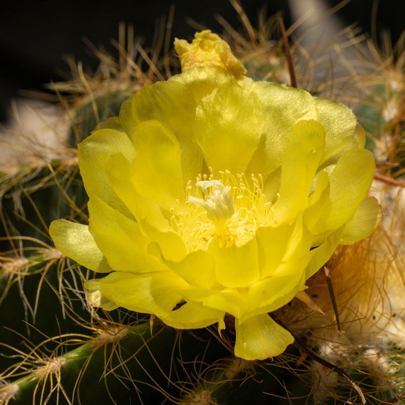 Parodia warasii - Notocactus warasii (Floración)