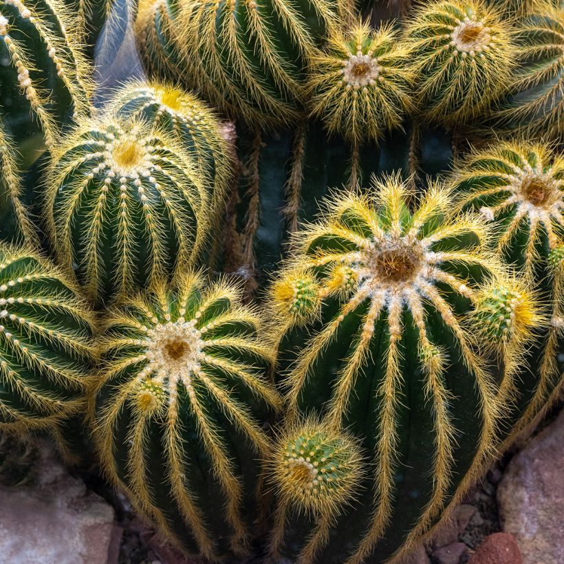 Parodia warasii - Notocactus warasii (Porte)