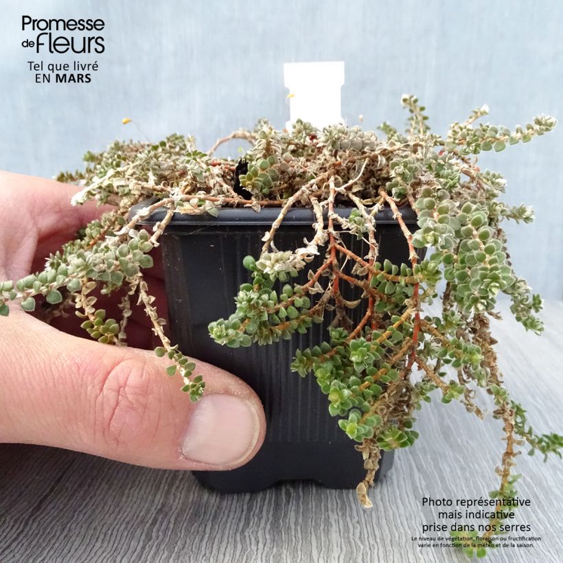 Paronychia kapela subsp. serpyllifolia Maceta de 8/9 cm Ejemplar entregado en la primavera