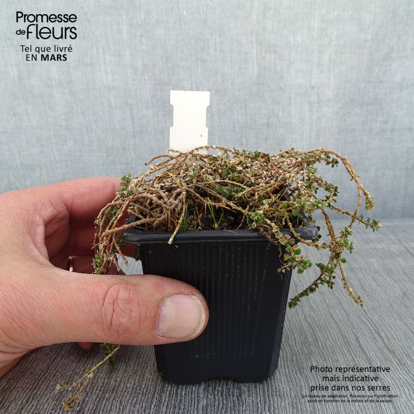 Paronychia kapela subsp. serpyllifolia Maceta de 8/9 cm Ejemplar entregado en invierno