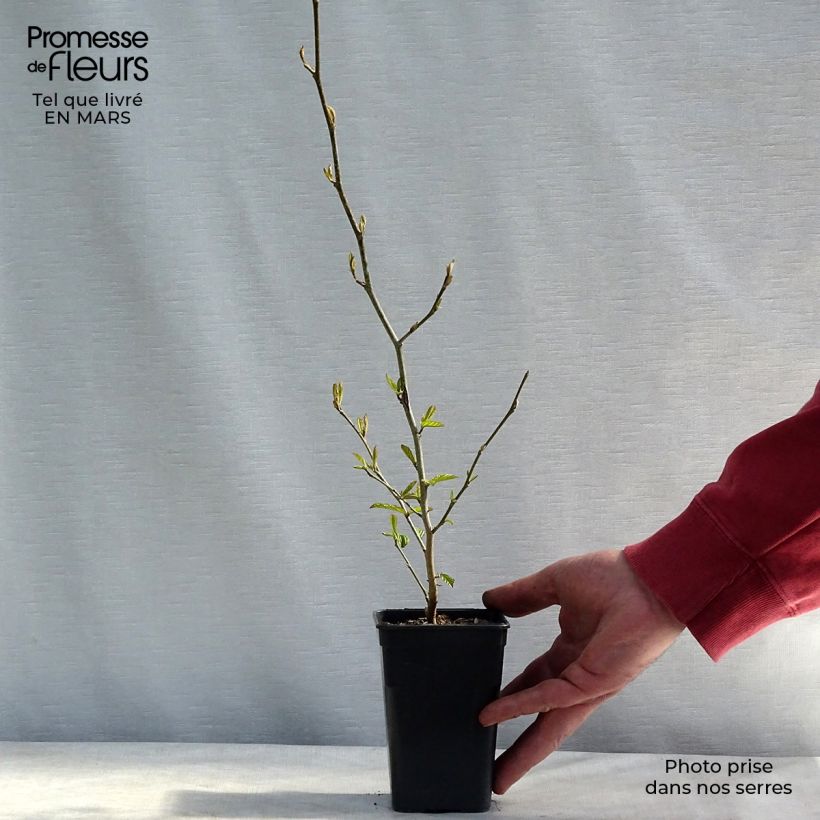 Parrotia persica Bella - Árbol de hierro Maceta de 8/9 cm Ejemplar entregado en invierno