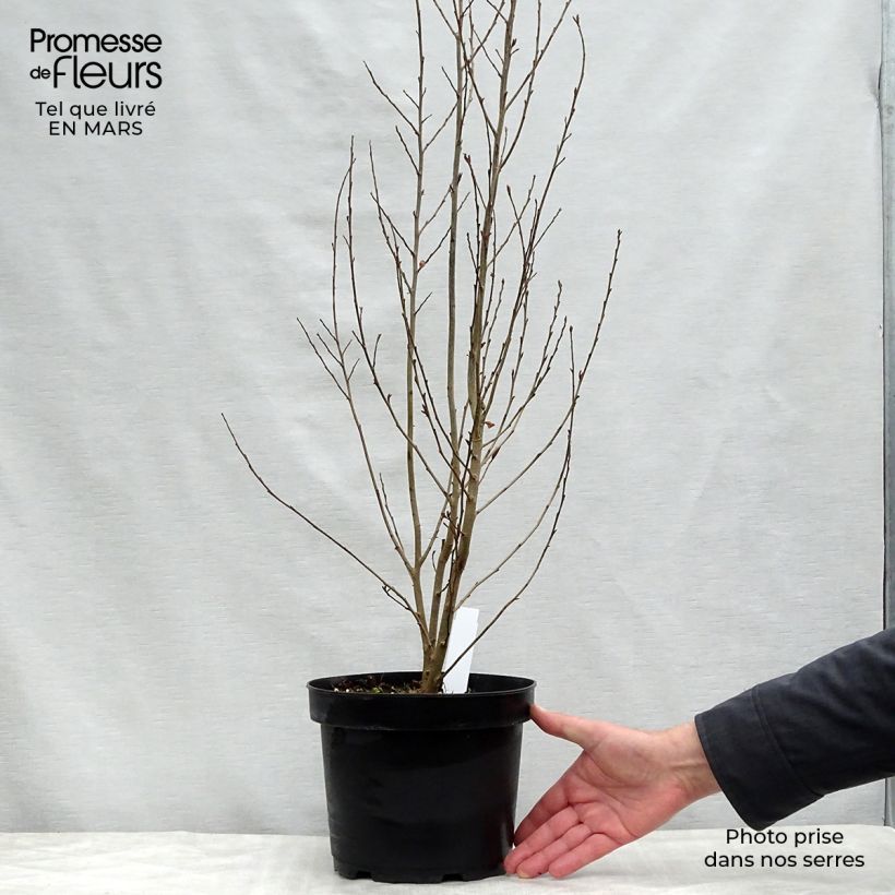 Parrotia persica Persian Spire - Árbol de hierro Maceta 3L/4L Ejemplar entregado en la primavera