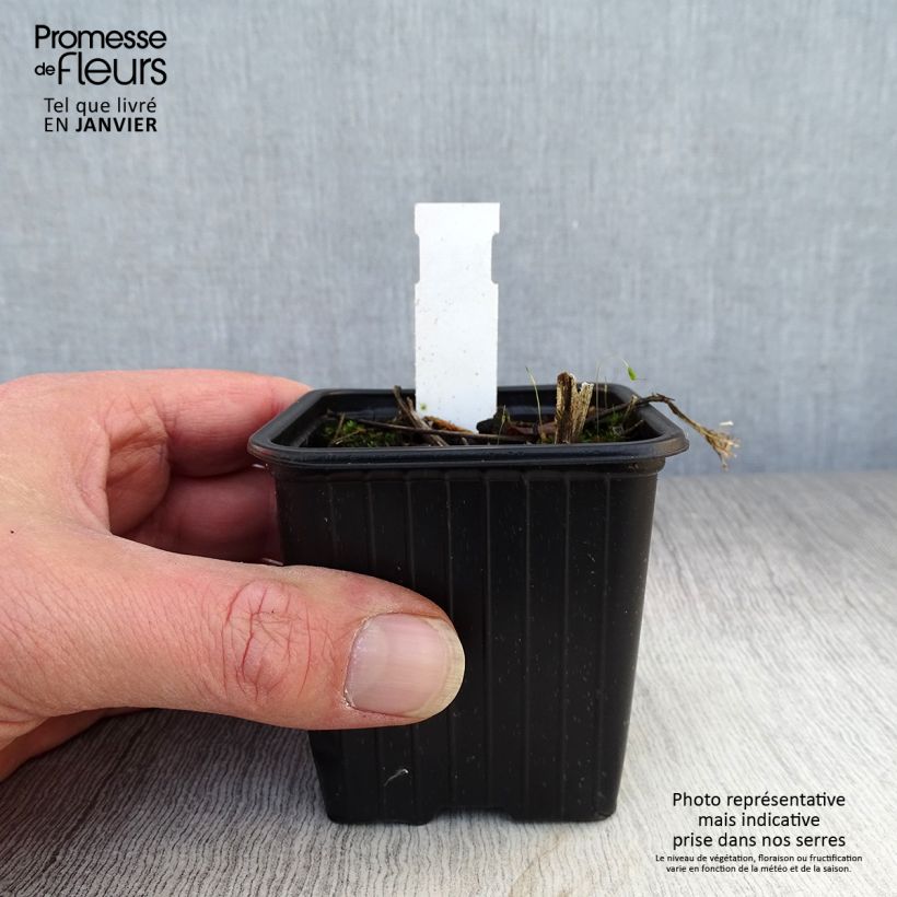 Quinina salvaje - Parthenium integrifolium Maceta de 8/9 cm Ejemplar entregado en invierno