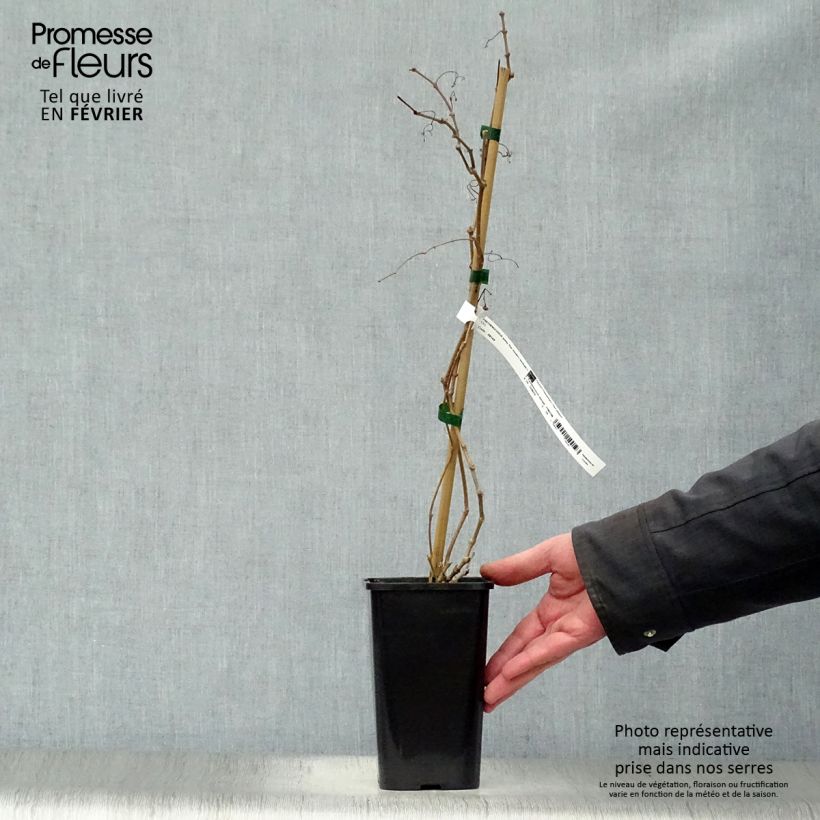 Parthenocissus quinquefolia Star Shower - Parra virgen Maceta 1,5L/2L Ejemplar entregado en invierno