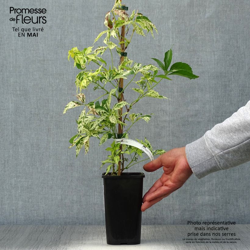 Parthenocissus quinquefolia Star Shower - Parra virgen Maceta 1,5L/2L Ejemplar entregado en la primavera