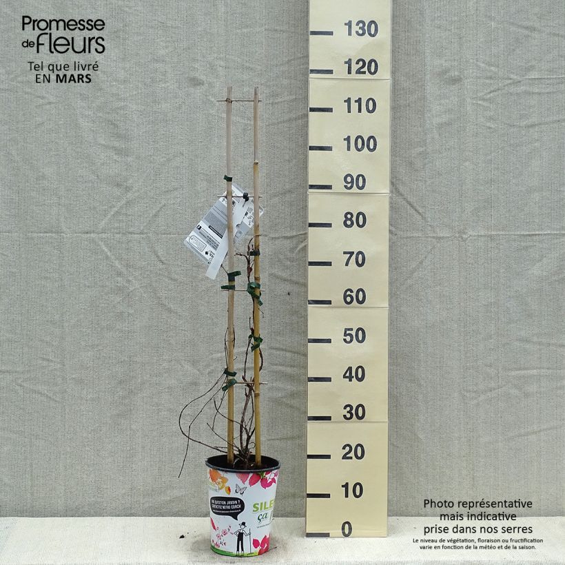 Parthenocissus tricuspidata Atropurpurea - Parra virgen Maceta 2L/3L Ejemplar entregado en la primavera