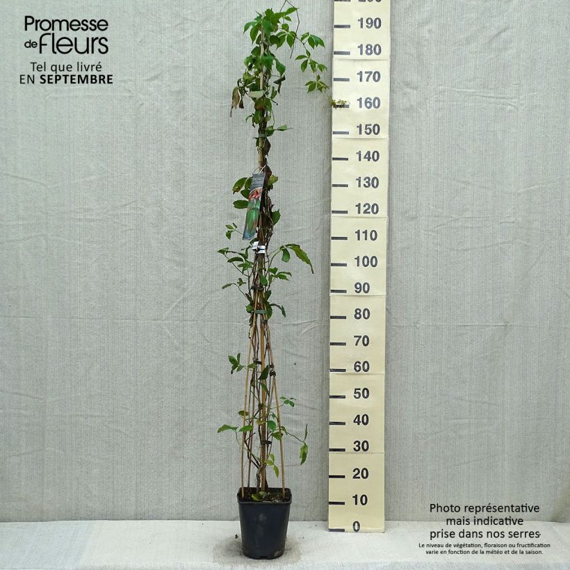 Ejemplar de Parthenocissus viteacea - Enredadera de matorral Maceta 4L/5L entregado en otoño